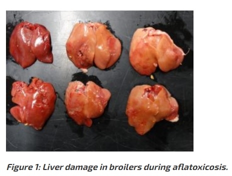 Protecting animals from ingested mycotoxins - Image 1