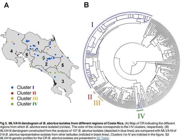 Epidemiology of bovine brucellosis in Costa Rica: Lessons learned from failures in the control of the disease - Image 5