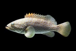 Functional yeast protein improves fish health in reduced fishmeal diets - Image 1
