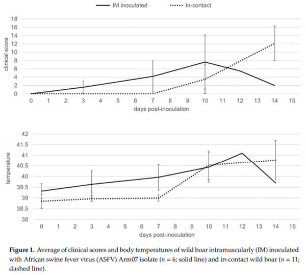Clinical Course and Gross Pathological Findings in Wild Boar Infected with a Highly Virulent Strain of African Swine Fever Virus Genotype II - Image 1