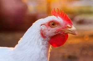 Tackle pullorum disease and fowl typhoid in breeder effectively - Image 1