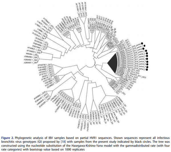 Evaluation of bacteriophage efficacy in reducing the impact of single and mixed infections with Escherichia coli and infectious bronchitis in chickens - Image 2