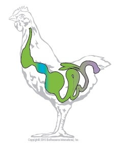 The Effects of Xylanase on Poultry Gut Health - Image 1