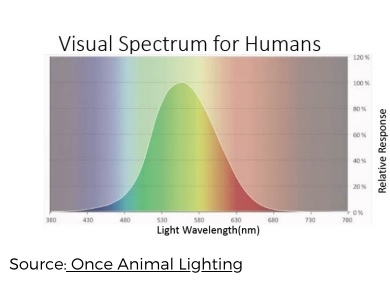 A bird's eye view: the chicken visual system | Engormix