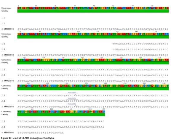 Efficacy of natural herbal formulation against acute hepatopancreatic necrosis disease (AHPND) causing Vibrio parahaemolyticus in penaeus vannamei - Image 6