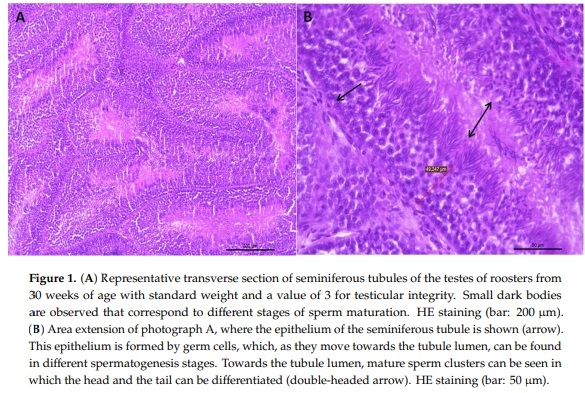 Effect of the Age and Body Weight of the Broiler Breeders Male on the Presentation of Oxidative Stress and Its Correlation with the Quality of Testicular Parenchyma and Physiological Antioxidant Levels - Image 2