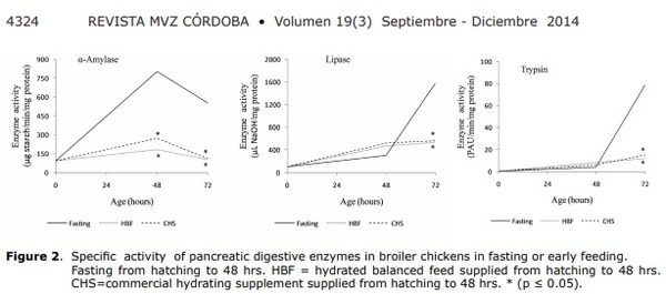 Early feeding to modify digestive enzyme activity in broiler chickens - Image 5