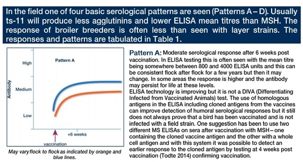 Serology after ts-11 and MSH mycoplasma vaccination - Image 2