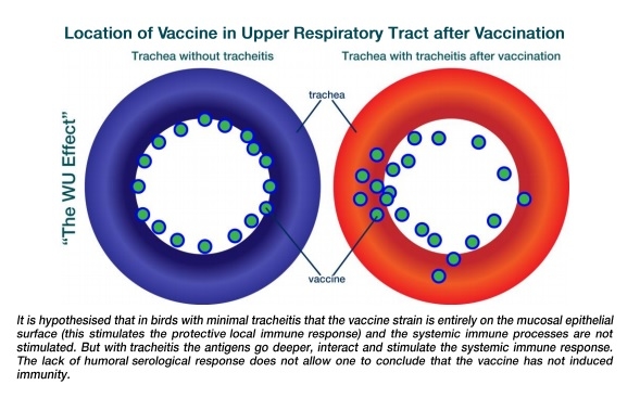 Serology after ts-11 and MSH mycoplasma vaccination - Image 1