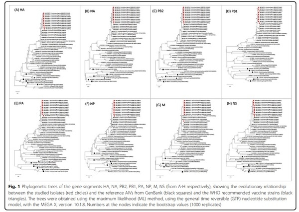 Full-length genome sequences of the first H9N2 avian influenza viruses isolated in the Northeast of Algeria - Image 2