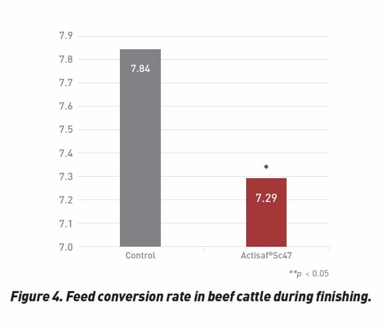 Actisaf® Sc 47 yeast probiotic boosts feed efficiency and performance - Image 2