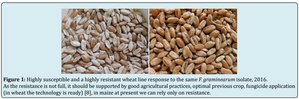How to Avoid Toxigenic Problems in Animal Husbandry? - Image 1