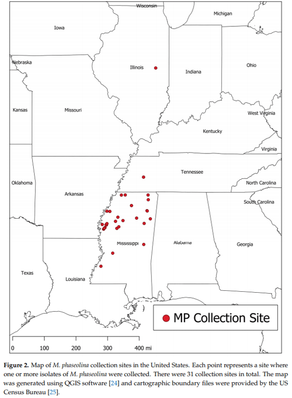 First Report of the Production of Mycotoxins and Other Secondary Metabolites by Macrophomina phaseolina (Tassi) Goid. Isolates from Soybeans (Glycine max L.) Symptomatic with Charcoal Rot Disease - Image 2