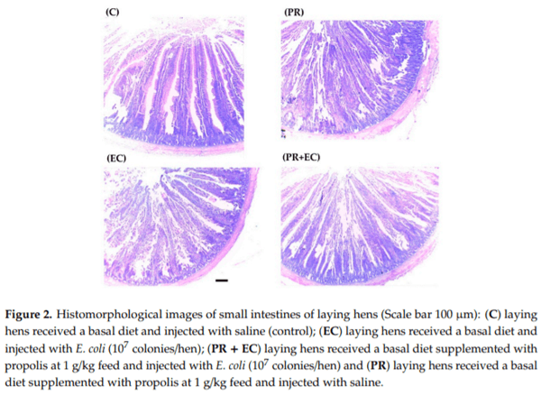Modulating Laying Hens Productivity and Immune Performance in Response to Oxidative Stress Induced by E. coli Challenge Using Dietary Propolis Supplementation - Image 5