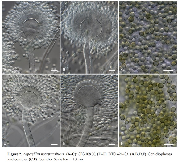 Revisiting an Aspergillus flavus Strain Isolated from an Egyptian Sugarcane Field in 1930 - Image 2