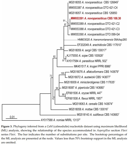 Revisiting an Aspergillus flavus Strain Isolated from an Egyptian Sugarcane Field in 1930 - Image 3