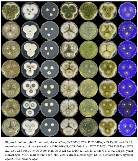 Revisiting an Aspergillus flavus Strain Isolated from an Egyptian Sugarcane Field in 1930 - Image 1