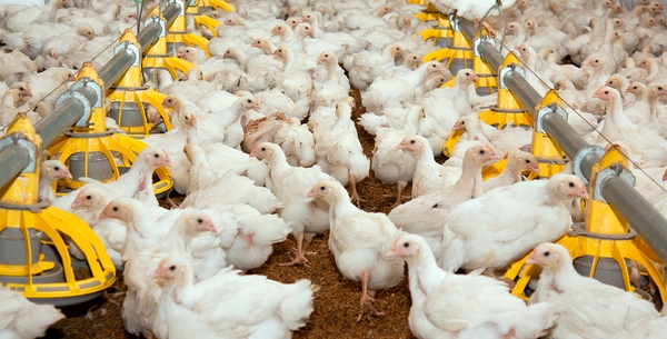 Solutions against foot pad dermatitis in broilers and turkeys - Image 1