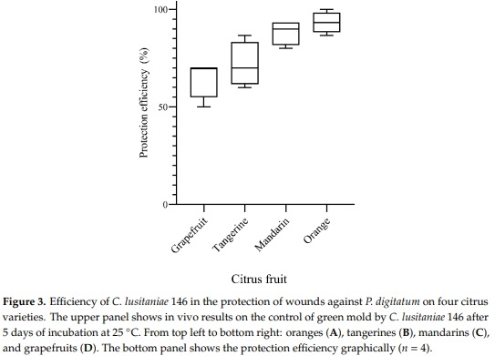 Protection of Citrus Fruits from Postharvest Infection with Penicillium digitatum and Degradation of Patulin by Biocontrol Yeast Clavispora lusitaniae 146 - Image 5