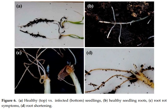 Antifungal Activity of Chitosan Oligomers–Amino Acid Conjugate Complexes against Fusarium culmorum in Spelt (Triticum spelta L.) - Image 8