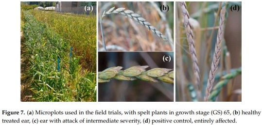 Antifungal Activity of Chitosan Oligomers–Amino Acid Conjugate Complexes against Fusarium culmorum in Spelt (Triticum spelta L.) - Image 9