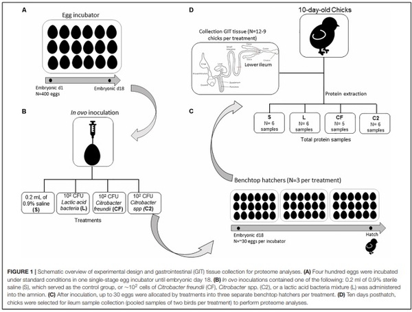 A Proteomic View of the Cross-Talk Between Early Intestinal Microbiota and Poultry Immune System - Image 1