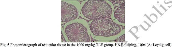 Evaluation of Sperm Parameters, Reproductive Hormones, Histological Criteria, and Testicular Spermatogenesis Using Turnip Leaf (Brassica Rapa) Hydroalcoholic Extract in Male Rats: An Experimental Study - Image 8
