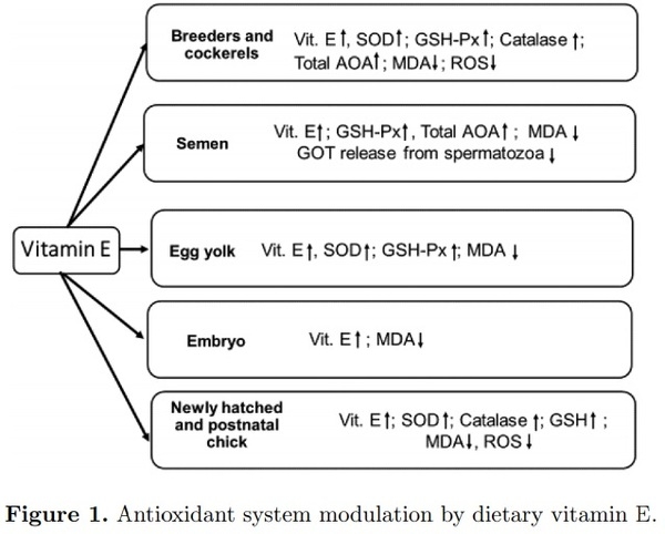 Nutritional modulation of the antioxidant capacities in poultry: the case of vitamin E - Image 2