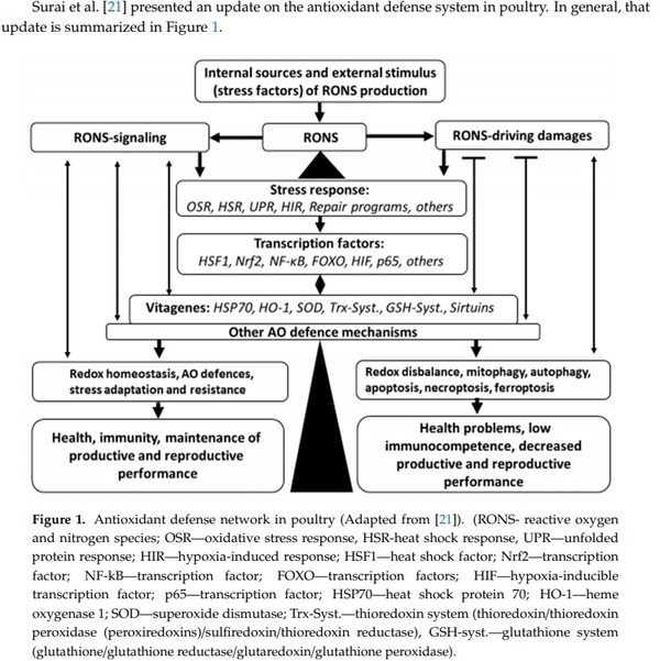 Antioxidants in Poultry Nutrition and Reproduction: An Update - Image 1