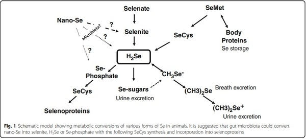 Nano-Se Assimilation and Action in Poultry and Other Monogastric Animals: Is Gut Microbiota an Answer? - Image 3