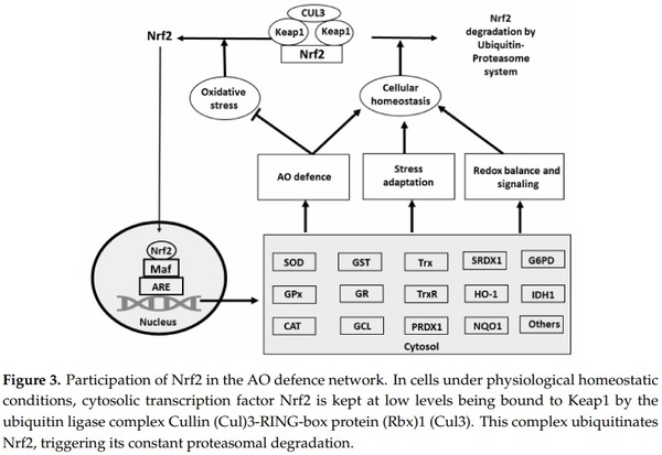 Antioxidant Defence Systems and Oxidative Stress in Poultry Biology: An Update - Image 5