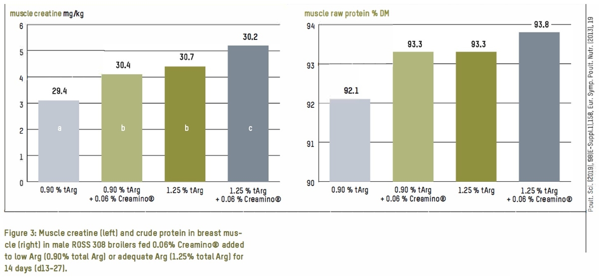 Adequate muscle creatine Why is it important for broilers? - Image 5