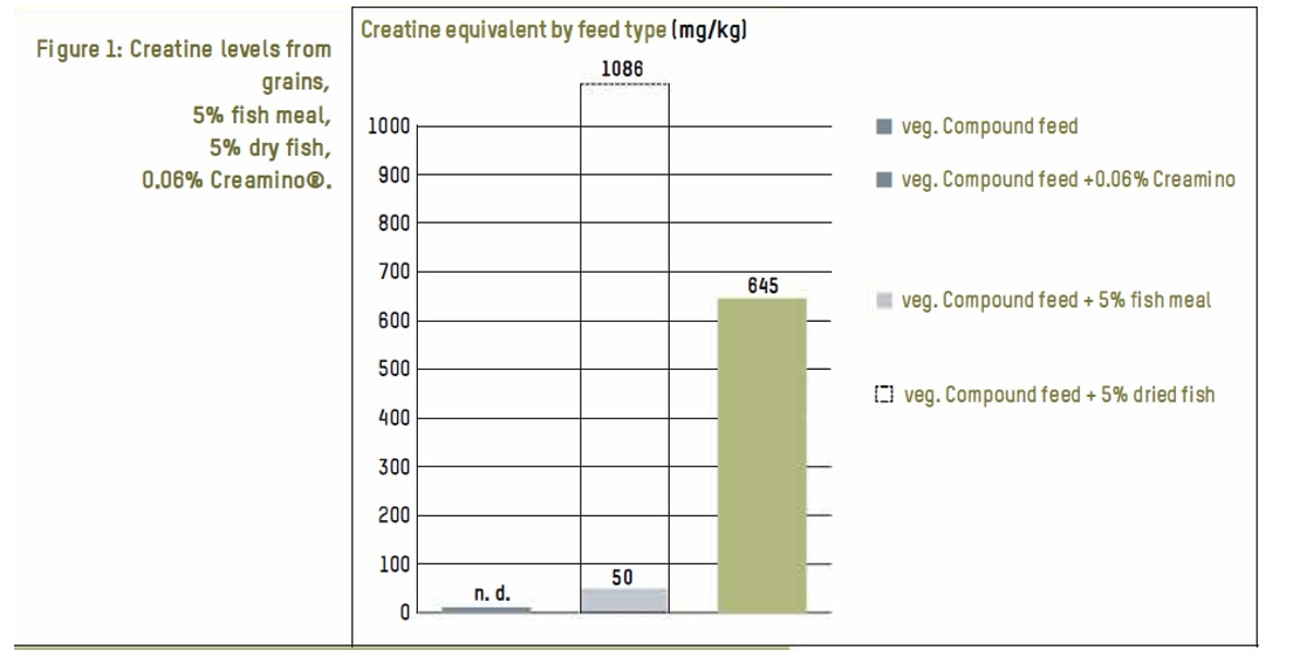 Adequate muscle creatine Why is it important for broilers? - Image 1