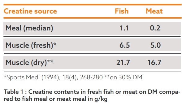 Adequate muscle creatine Why is it important for broilers? - Image 1