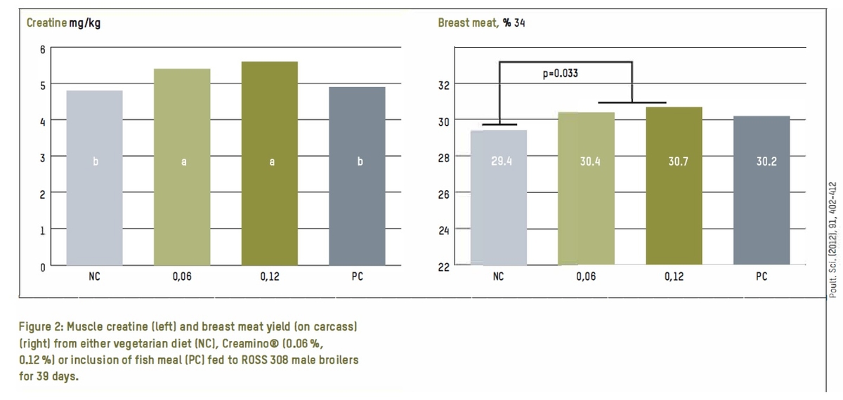 Adequate muscle creatine Why is it important for broilers? - Image 3