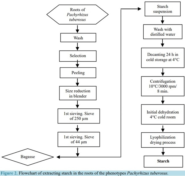 Extraction and Characterization of Starch Fractions of Five Phenotypes Pachyrhizus tuberosus (Lam.) Spreng - Image 2