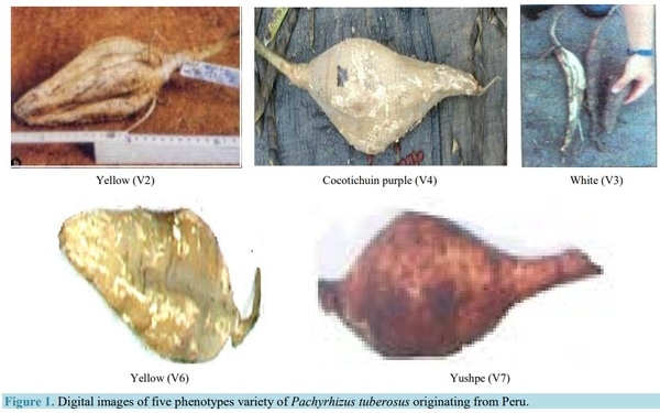 Extraction and Characterization of Starch Fractions of Five Phenotypes Pachyrhizus tuberosus (Lam.) Spreng - Image 1