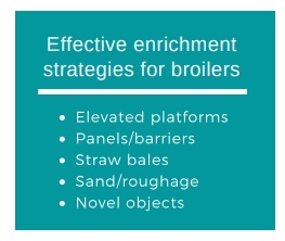 Effective enrichment strategies for broilers - Image 1