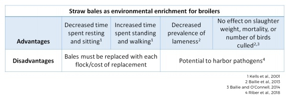 Effective enrichment strategies for broilers - Image 4