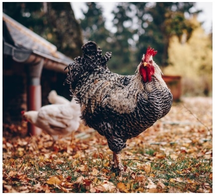 Salmonella in backyard poultry - Image 1