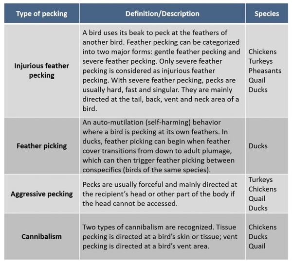 Injurious pecking behavior of poultry - Image 3