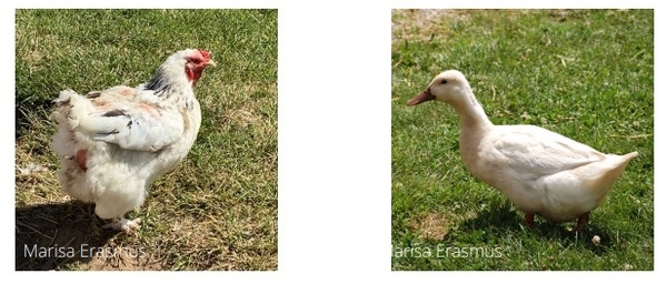 Injurious pecking behavior of poultry - Image 5