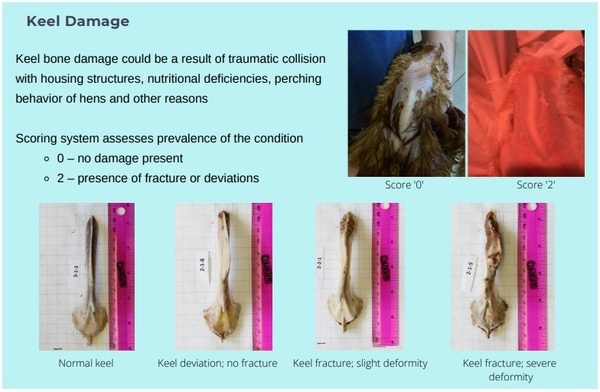 Animal welfare assessment for laying hens - Image 7