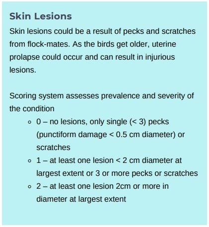 Animal welfare assessment for laying hens - Image 11