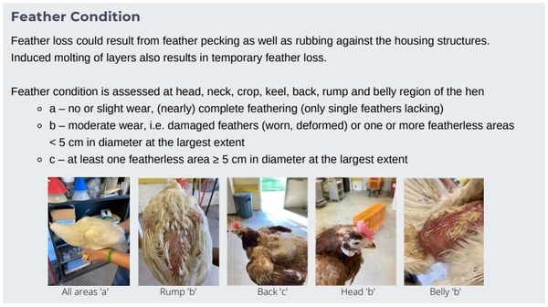 Animal welfare assessment for laying hens - Image 12