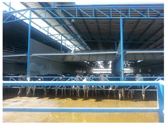 La Cantabra dairy farm in the north of Mexico a look after six years of implementing an intensive cooling system - Image 3