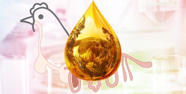From optimized intestinal functions to excellent performance of poultry - Image 2