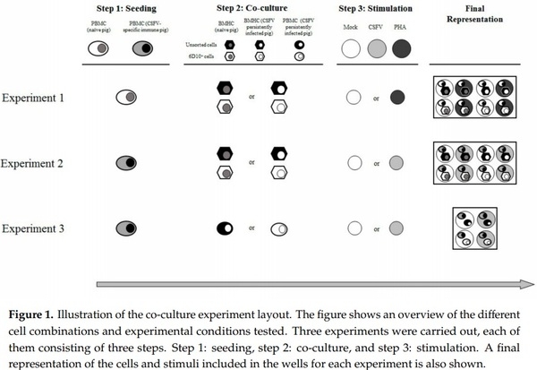 Identification of an Immunosuppressive Cell Population during Classical Swine Fever Virus Infection and Its Role in Viral Persistence in the Host - Image 1