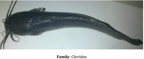 Catalogue of Some Saltwater and Freshwater Fish Species of the Niger Delta Region of Nigeria - Image 20