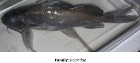 Catalogue of Some Saltwater and Freshwater Fish Species of the Niger Delta Region of Nigeria - Image 36
